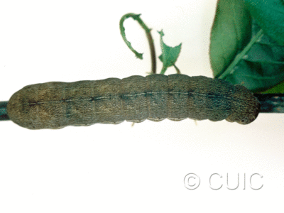 dorsal view of larva Sericaglaea signata on Prunus virginiana