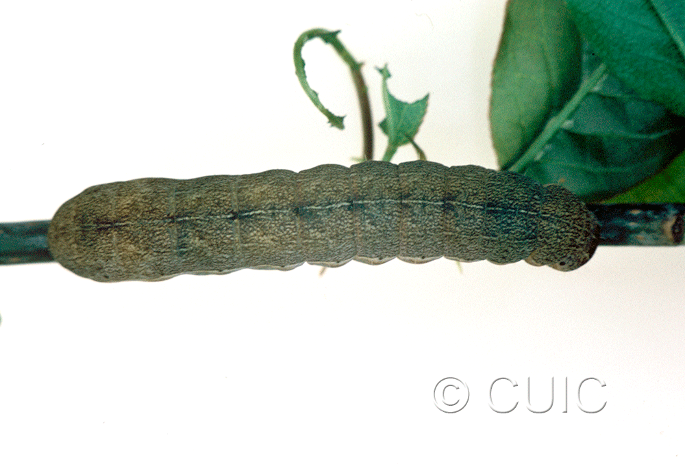 dorsal view of larva Sericaglaea signata on Prunus virginiana