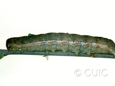 lateral view of larva Sericaglaea signata on Prunus virginiana