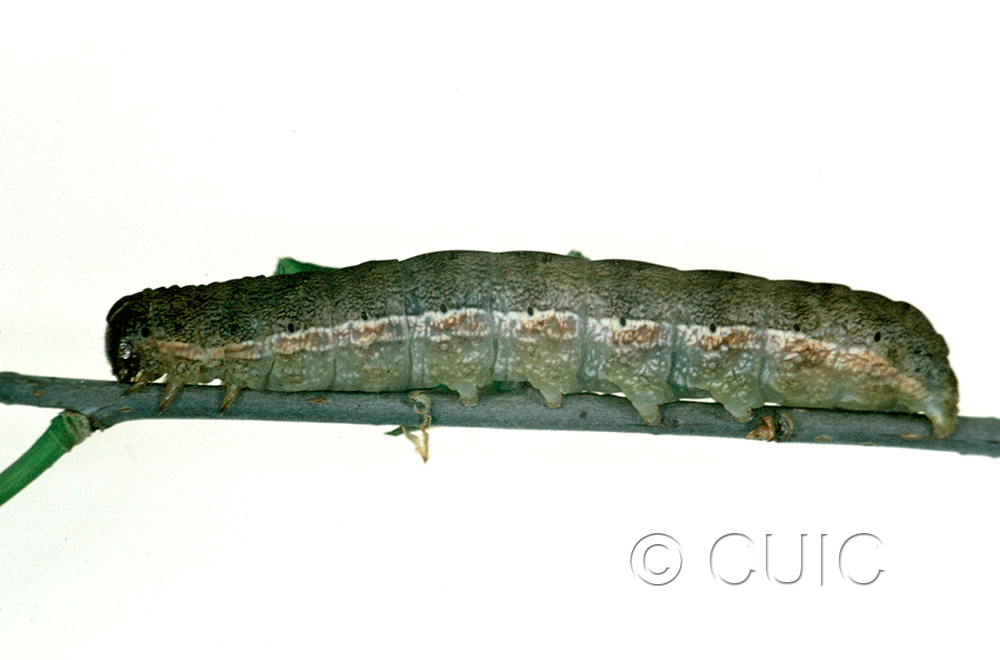 lateral view of larva Sericaglaea signata on Prunus virginiana