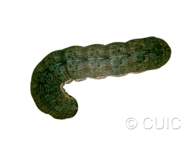 dorsal view of larva Sericaglaea signata on Prunus virginiana
