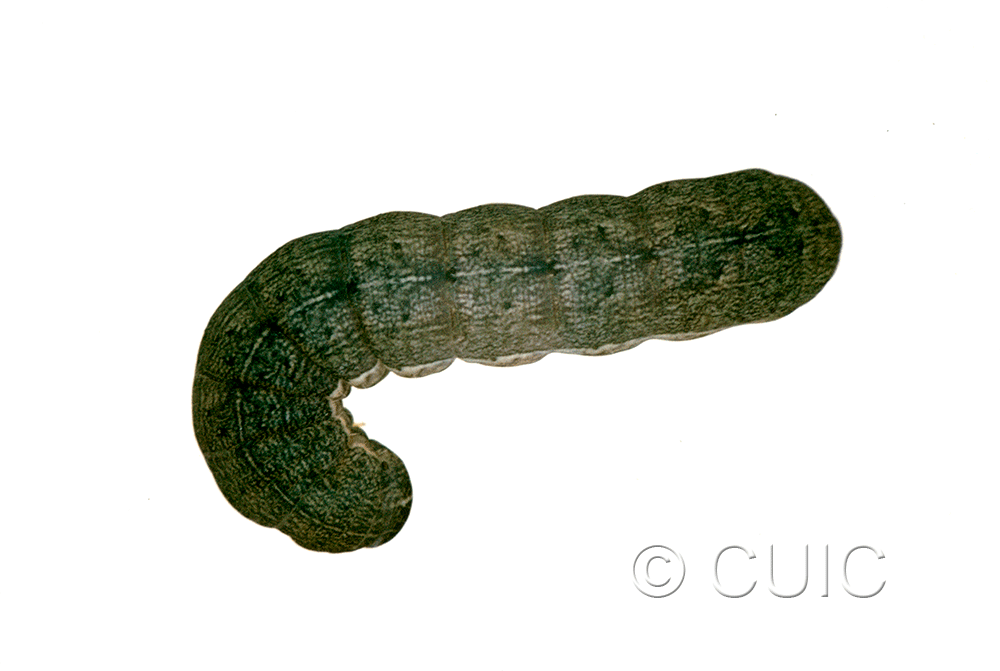 dorsal view of larva Sericaglaea signata on Prunus virginiana