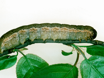 lateral view of larva Sericaglaea signata on Prunus virginiana