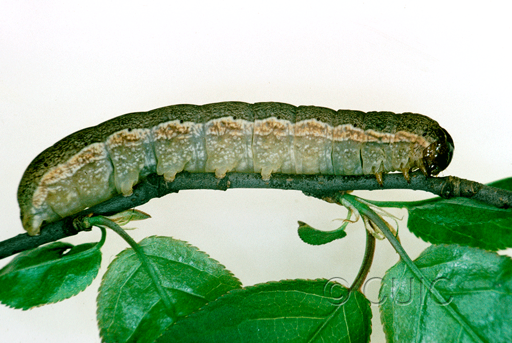 lateral view of larva Sericaglaea signata on Prunus virginiana