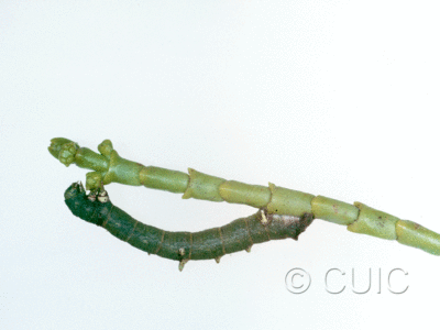 lateral view of larva Sicya on P. phoridendron juniperum mistletoe in USA: AZ