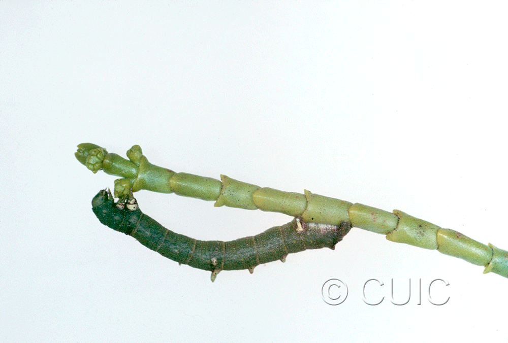 lateral view of larva Sicya on P. phoridendron juniperum mistletoe in USA: AZ