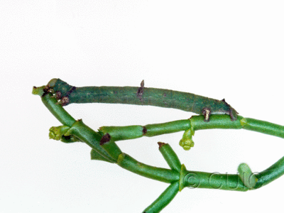 lateral view of larva Sicya on P. phoridendron juniperum mistletoe in USA: AZ
