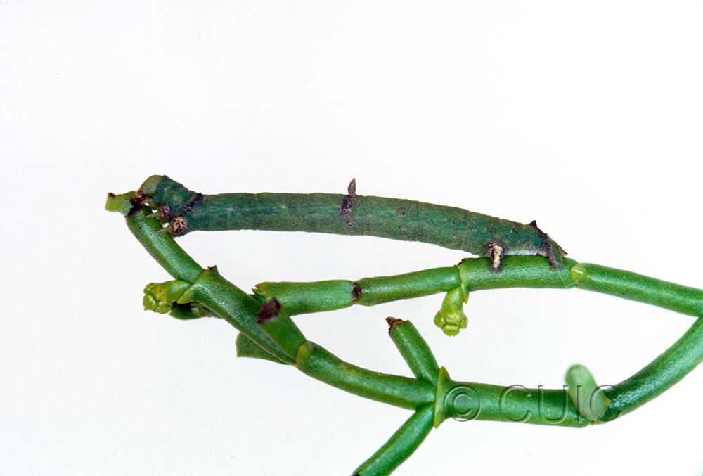 lateral view of larva Sicya on P. phoridendron juniperum mistletoe in USA: AZ