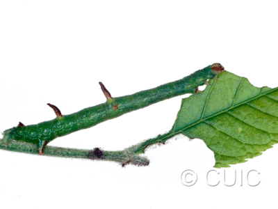 lateral view of larva Sicya macularia on Fraxinus americanus in USA: NY