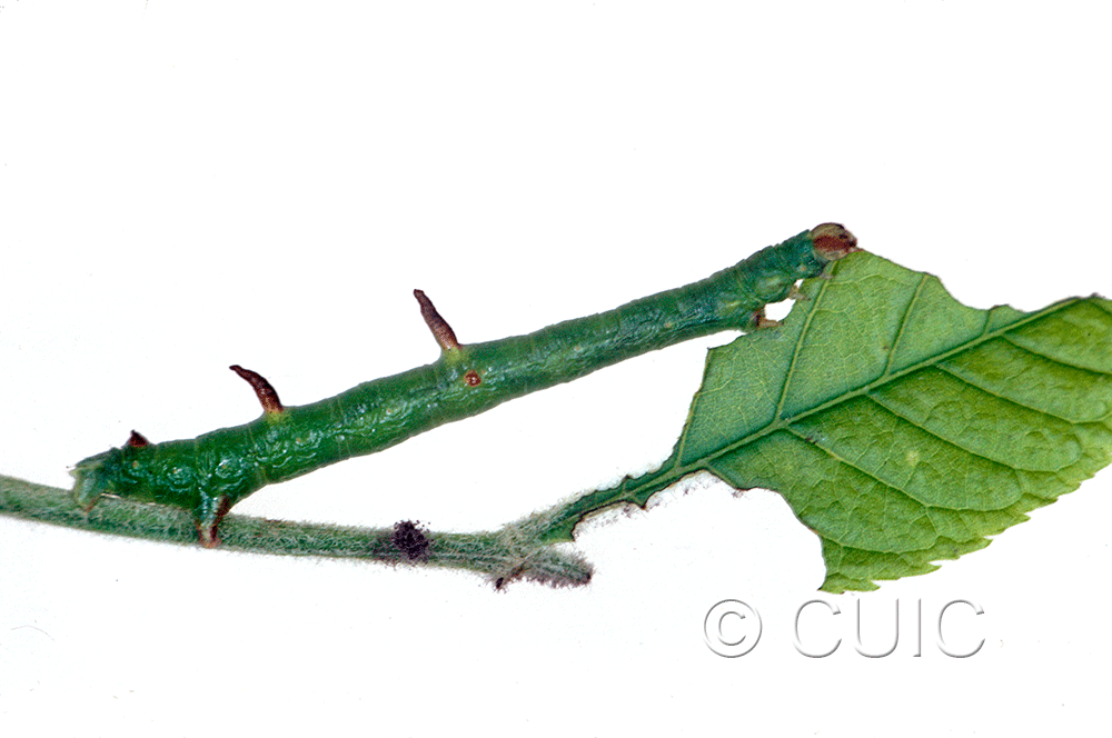 lateral view of larva Sicya macularia on Fraxinus americanus in USA: NY
