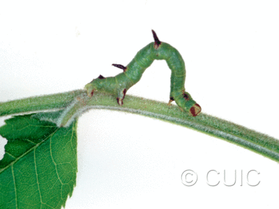 lateral view of larva Sicya macularia on Fraxinus americanus in USA: NY