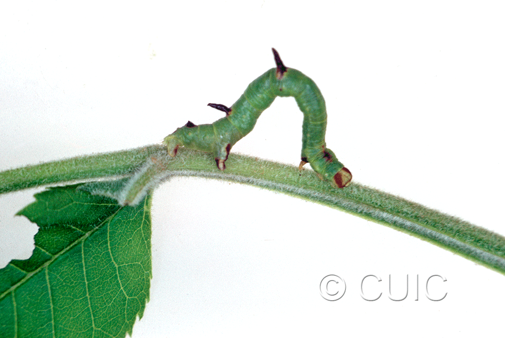 lateral view of larva Sicya macularia on Fraxinus americanus in USA: NY