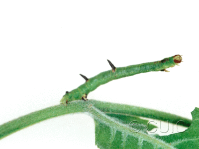 lateral view of larva Sicya macularia on Fraxinus americanus in USA: NY