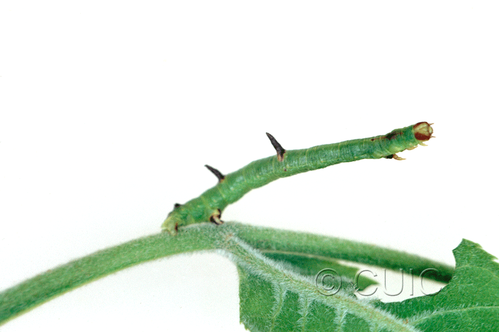 lateral view of larva Sicya macularia on Fraxinus americanus in USA: NY