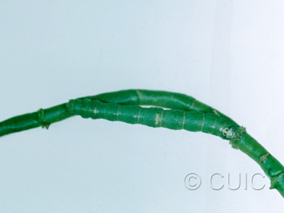 dorsal view of larva Sicya snowii
