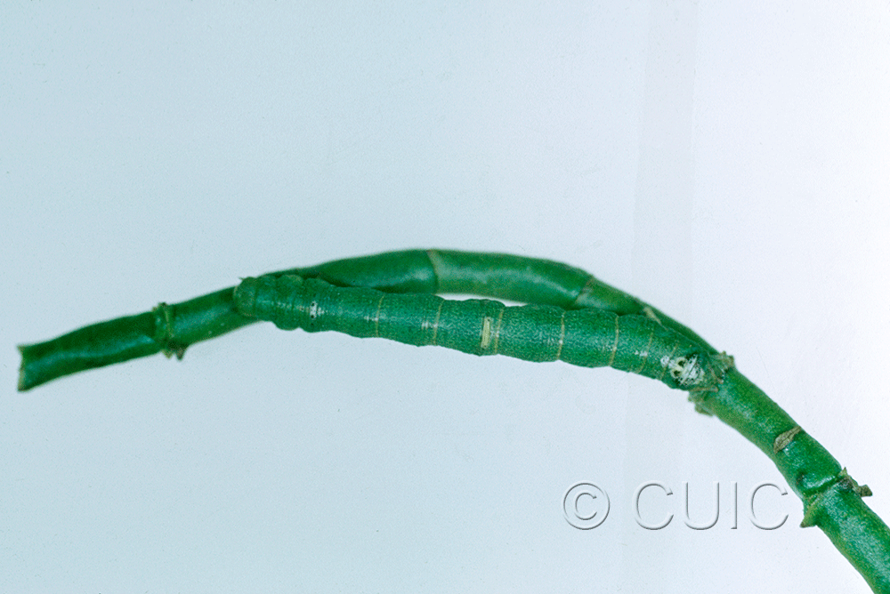 dorsal view of larva Sicya snowii