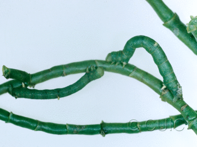 lateral view of larva Sicya snowii