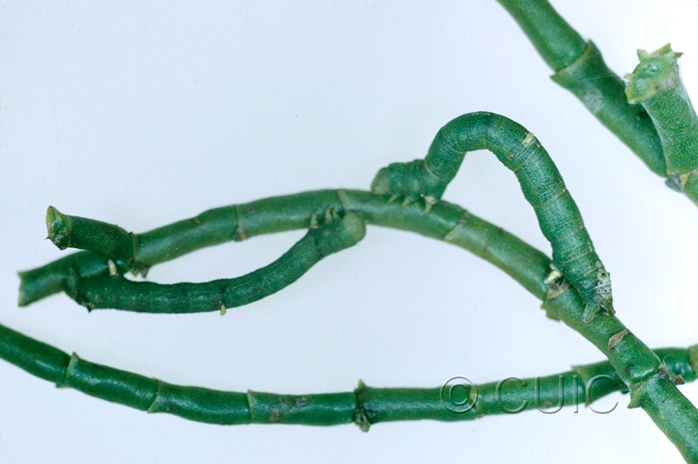 lateral view of larva Sicya snowii