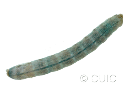 dorsal view of larva Sideridis rosea on Ribes in USA: MT