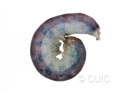 lateral view of larva Sideridis rosea on Ribes in USA: MT