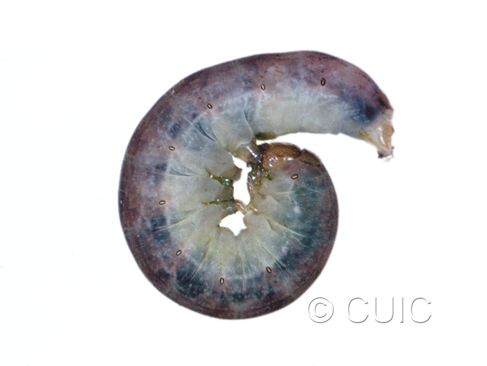 lateral view of larva Sideridis rosea on Ribes in USA: MT
