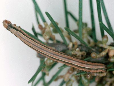 dorsal view of larva Snowia montanaria on mistletoe and doug fir in USA: AZ