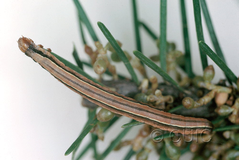 dorsal view of larva Snowia montanaria on mistletoe and doug fir in USA: AZ