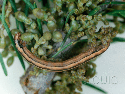 lateral view of larva Snowia montanaria on mistletoe and doug fir in USA: AZ