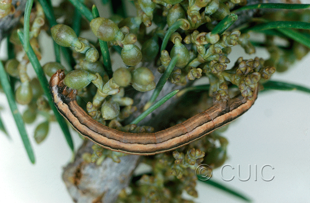 lateral view of larva Snowia montanaria on mistletoe and doug fir in USA: AZ