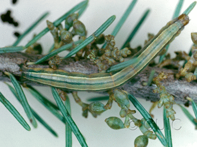 dorsal view of larva Snowia montanaria on mistletoe and doug fir in USA: AZ