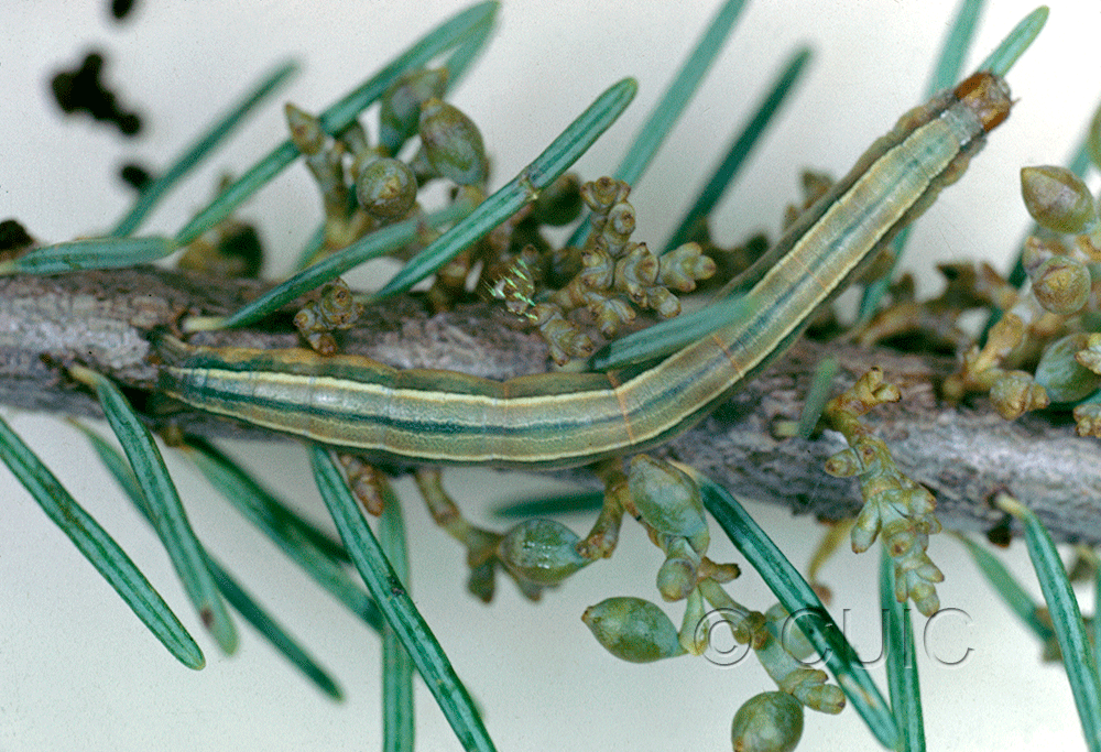 dorsal view of larva Snowia montanaria on mistletoe and doug fir in USA: AZ