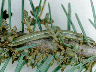 lateral view of larva Snowia montanaria on mistletoe and doug fir in USA: AZ
