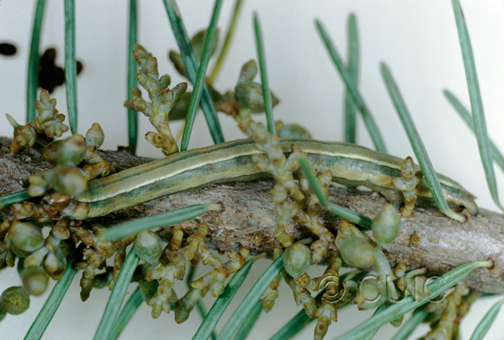 lateral view of larva Snowia montanaria on mistletoe and doug fir in USA: AZ