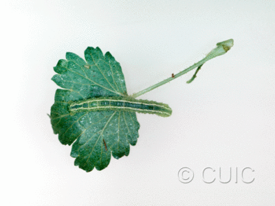 dorsal view of larva Speranza colata