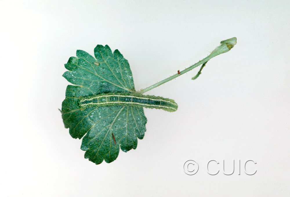 dorsal view of larva Speranza colata