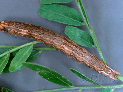 dorsal view of larva Spiloloma lunilinea on Gleditsia