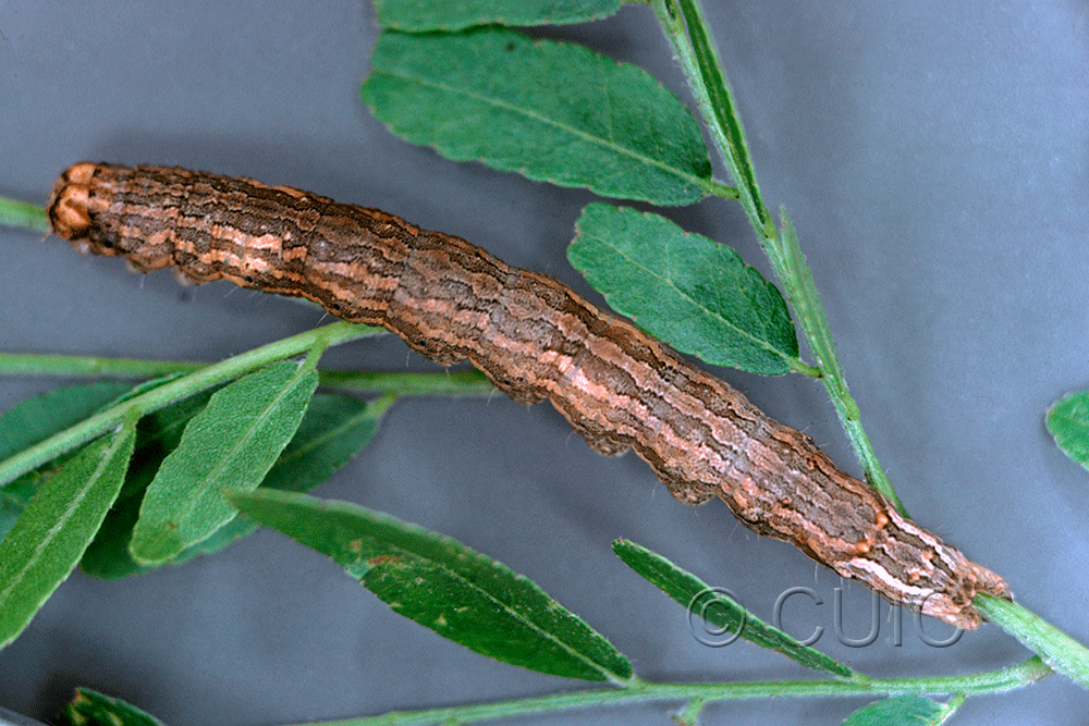 dorsal view of larva Spiloloma lunilinea on Gleditsia