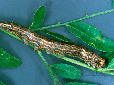 lateral view of larva Spiloloma lunilinea on Gleditsia