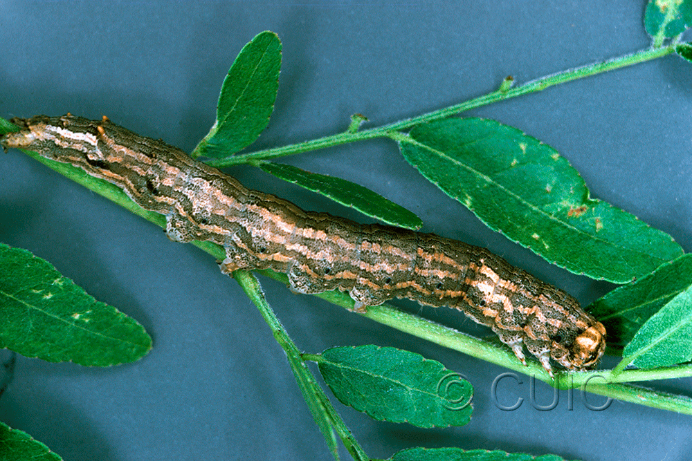 lateral view of larva Spiloloma lunilinea on Gleditsia