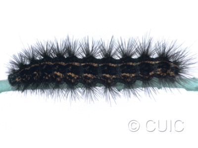 dorsal view of larva Spilosoma congrua on Taraxacum in USA: SC