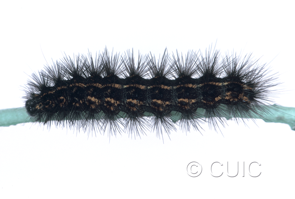 dorsal view of larva Spilosoma congrua on Taraxacum in USA: SC