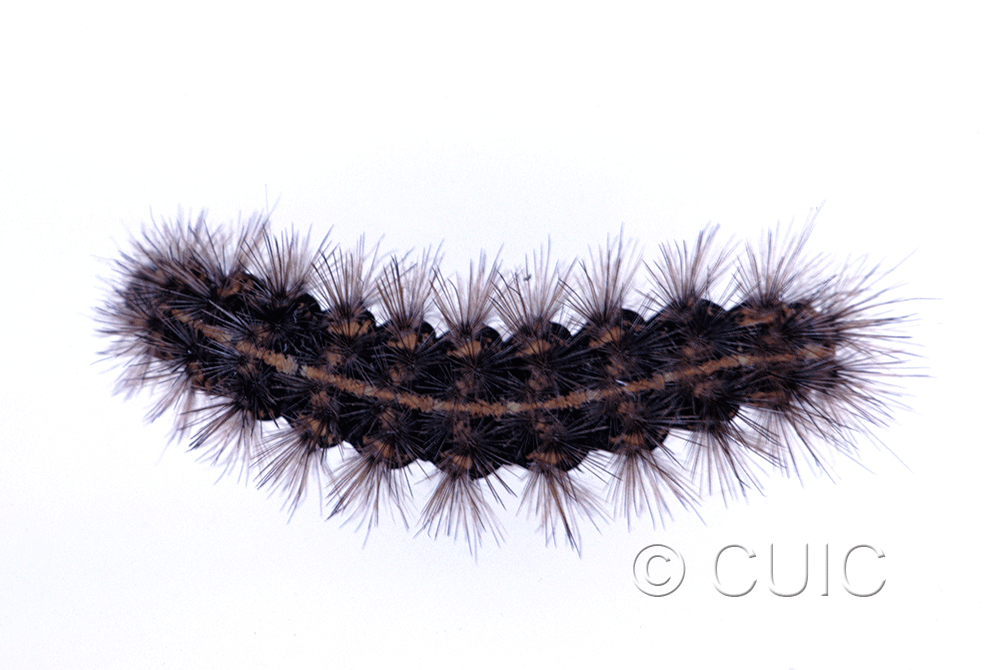 dorsal view of larva Spilosoma congrua on Taraxacum in USA: SC
