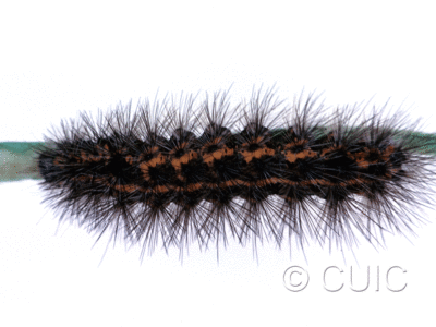 lateral view of larva Spilosoma congrua on Taraxacum in USA: SC