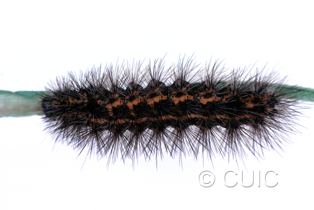 lateral view of larva Spilosoma congrua on Taraxacum in USA: SC