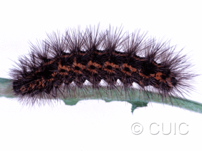 lateral view of larva Spilosoma congrua on Taraxacum in USA: SC