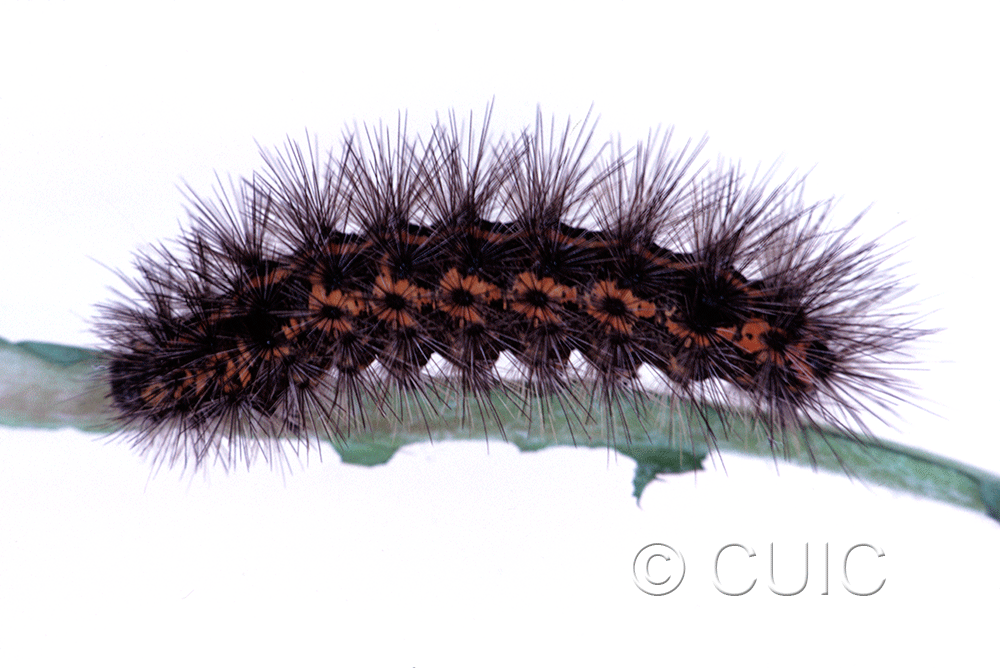 lateral view of larva Spilosoma congrua on Taraxacum in USA: SC