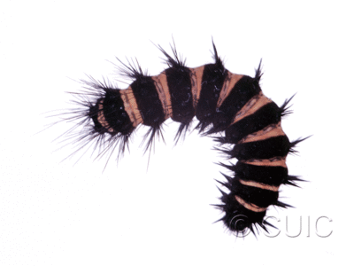 lateral view of larva Spilosoma congrua on Taraxacum in USA: SC