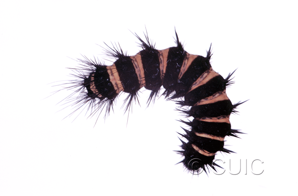 lateral view of larva Spilosoma congrua on Taraxacum in USA: SC
