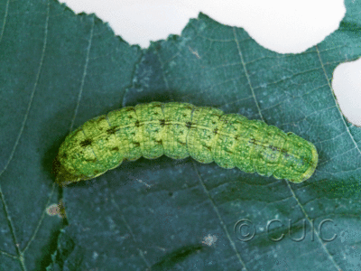 dorsal view of larva Spiramater lutra on Alnus in USA: NY