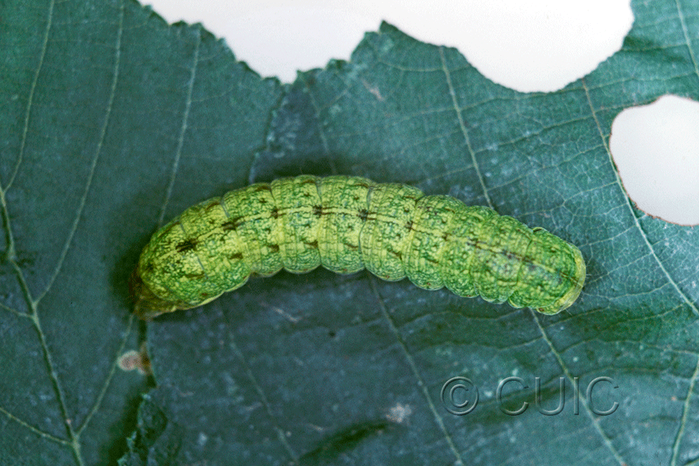 dorsal view of larva Spiramater lutra on Alnus in USA: NY